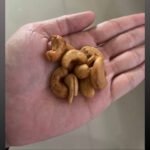 Cashew-Nut-0003